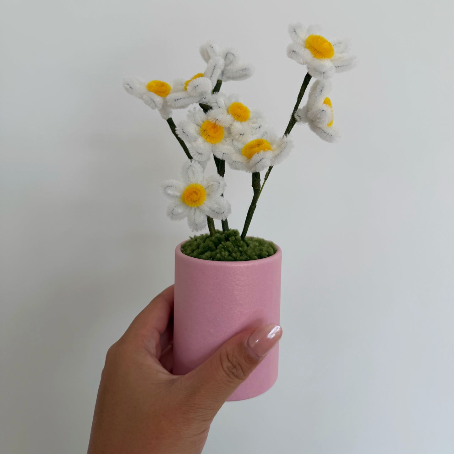 Gänseblümchen - Topf