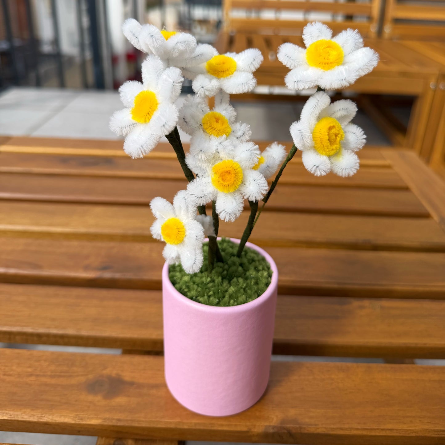 Gänseblümchen - Topf